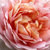 Rózsaszín - Virágágyi floribunda rózsa - Delpabra